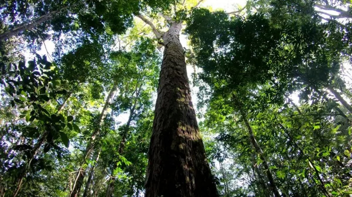 El angelim rojo en la región de la Amazonia. 