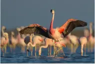 La Florida: rescataron una parina grande, una especie vulnerada por la actividad del hombre