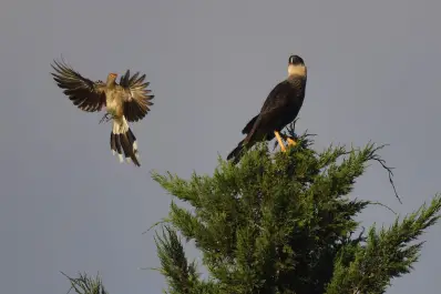Tafí del Valle, un refugio de más de 200 aves: ocho alucinantes fotos que invitan a mirar más el cielo