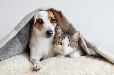 El lenguaje secreto del dolor: cómo saber si tu mascota necesita ayuda urgente