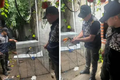 Rescataron a un tucán que era mantenido en cautiverio en una vivienda de La Cocha