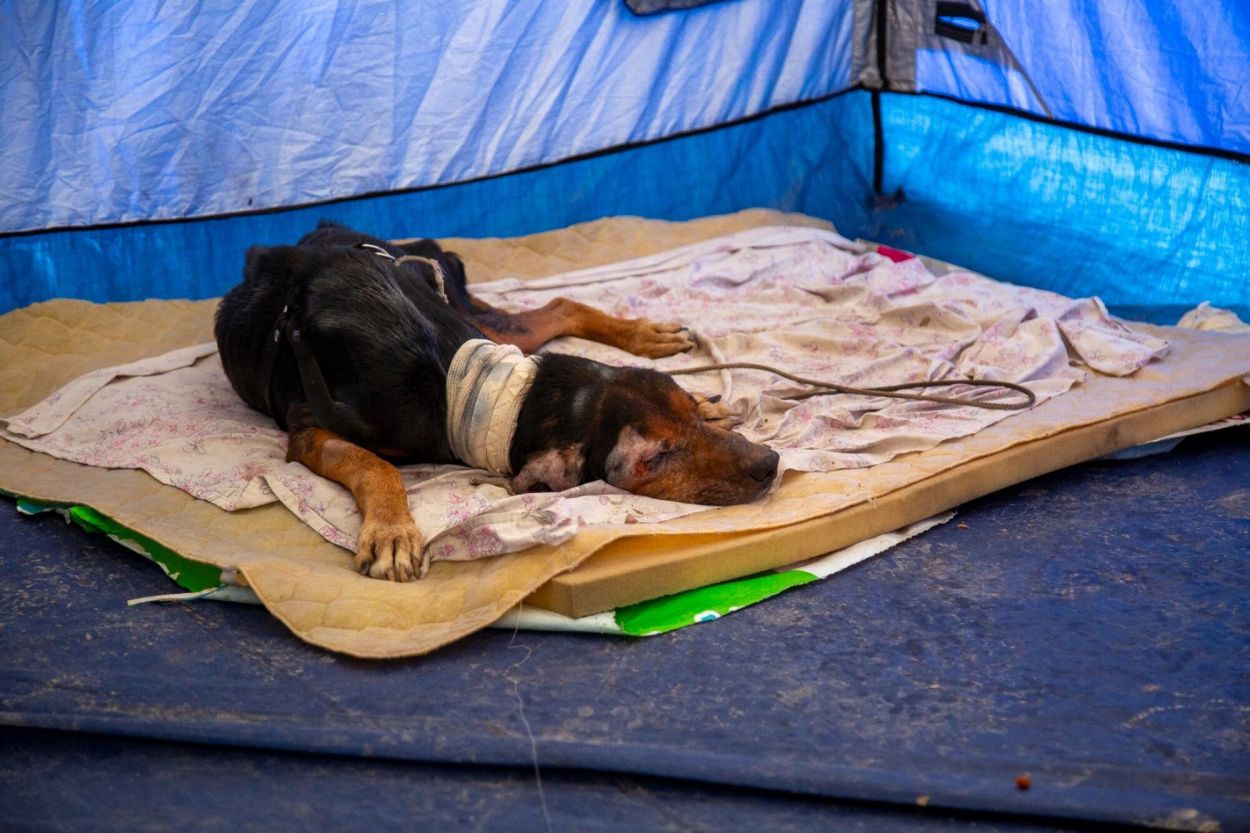 Rescatados tras las inundaciones en Tucumán: “Los animales llegan debilitados, con hipotermia y deshidratados”