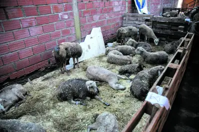 Rescatados tras las inundaciones en Tucumán: “Los animales llegan debilitados, con hipotermia y deshidratados”