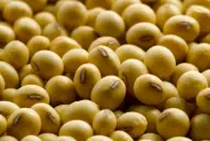 Sugieren medir la viabilidad seminal pre y poscosecha