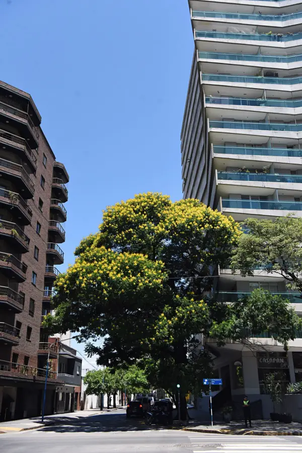 DORADO. El Ibirá Pitá, de Marcos Paz y Santa Fe, le dio nombre al edificio que adornan sus flores amarillas.