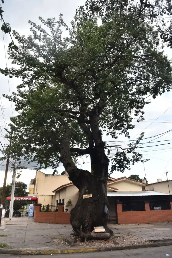 ENORME. El palo borracho que se ubica en calle Pellegrini, junto a su cartel de árbol notable.