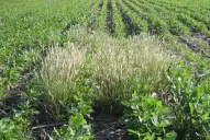 Buscan mejorar el control de malezas en exportaciones agrícolas