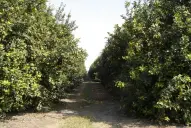 El sector citrícola, en alerta ante el HLB