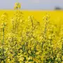 Carinata, camelina y colza crecen como oleaginosas invernales