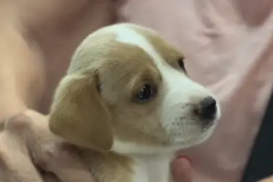 La Municipalidad hará castraciones gratuitas en el barrio Diza esta semana