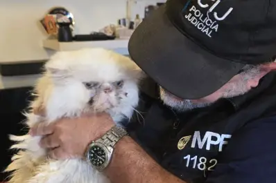 Flores: rescataron 11 gatos heridos y hacinados en un criadero ilegal