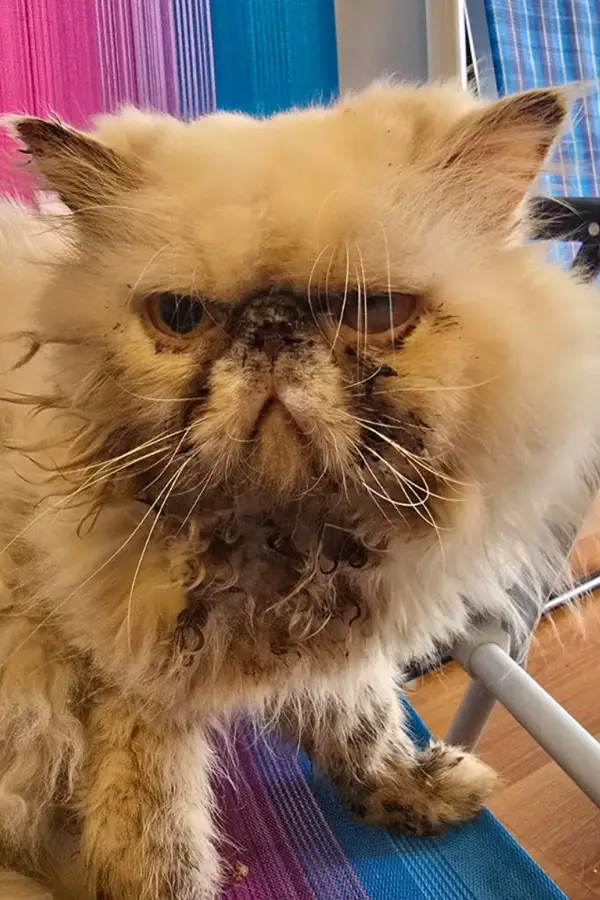 Flores: rescataron 11 gatos heridos y hacinados en un criadero ilegal