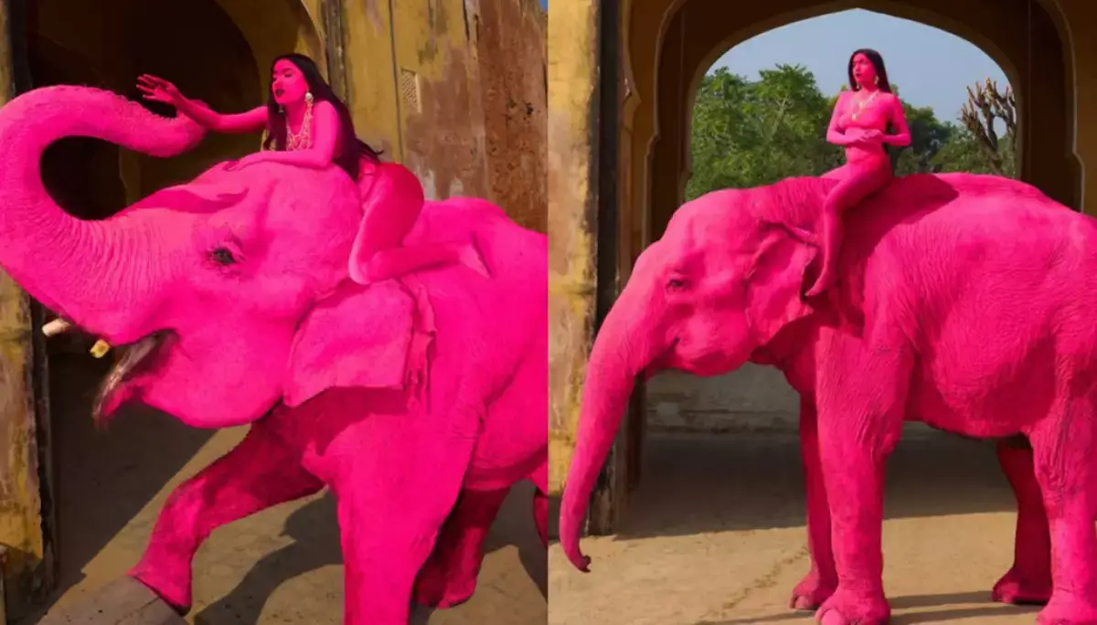 Polémica en India: pintaron de rosa a una elefanta para una sesión de fotos