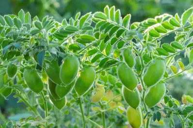 Garbanzo: 12 plantas por metro dan mayores rindes