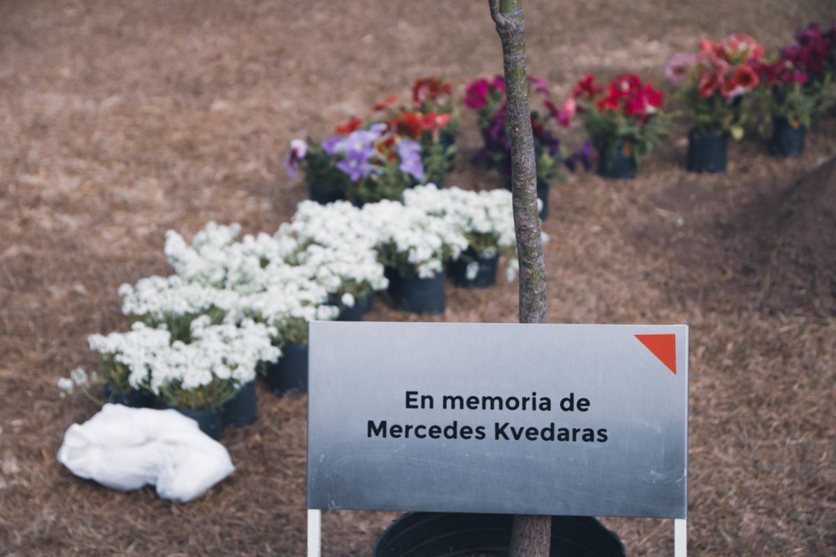 Árbol plantado en la Universidad Católica