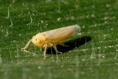 En la región NOA, la población de Dalbulus maidis continúa mostrando un marcado aumento