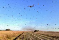 El programa nacional de Tucuras y Langostas del Senasa cumple 135 años