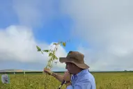 Los granos vivieron un verano térmicamente favorable, con menor estrés que el año pasado