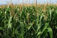 Cierre de la campaña gruesa complicado: excesos de lluvia, suelos saturados y baja radiación