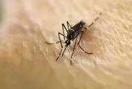 Chikungunya en alza en Tucumán: claves para prevenir contagios