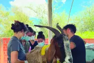 La historia de supervivencia animal que conmovió en medio del desastre