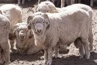 Argentina confirma su primer caso de scrapie en ovinos y activa un operativo sanitario: qué es esta enfermedad y por qué preocupa