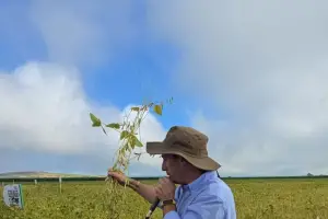 Los granos vivieron un verano térmicamente favorable, con menor estrés que el año pasado