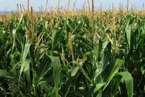 Cierre de la campaña gruesa complicado: excesos de lluvia, suelos saturados y baja radiación