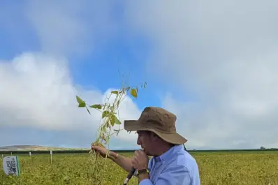 Los granos vivieron un verano térmicamente favorable, con menor estrés que el año pasado