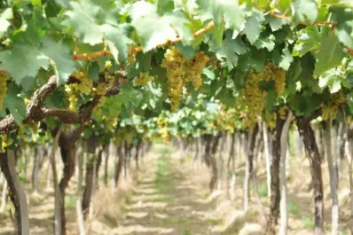 Sector vitivinícola: la exportación de vino en marzo superó los 18 millones de litros