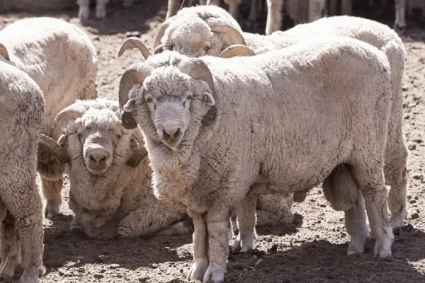 Argentina confirma su primer caso de scrapie en ovinos y activa un operativo sanitario: qué es esta enfermedad y por qué preocupa