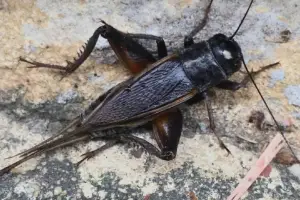 Invasión de grillos en la provincia: qué hay detrás del fenómeno que sorprende a los tucumanos