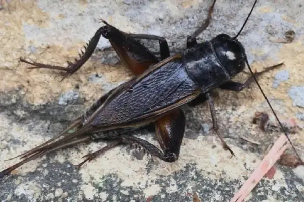 Invasión de grillos en la provincia: qué hay detrás del fenómeno que sorprende a los tucumanos