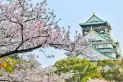 Becas de arte e idiomas en Japón para argentinos: cómo postularse y viajar a Asia este año