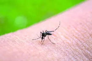 Chikungunya: se suman los contagios y ya hay 155 casos en Tucumán