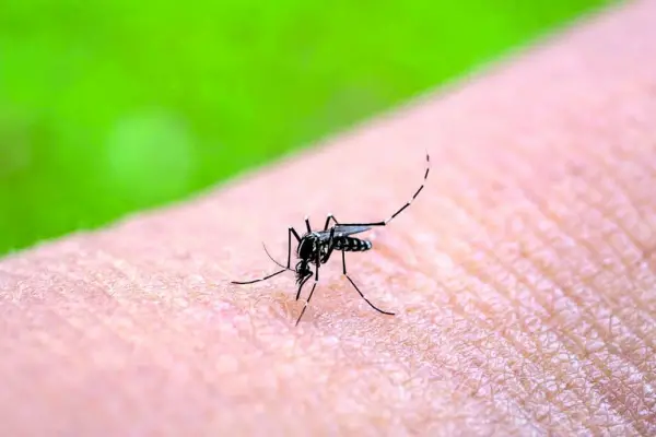 Chikungunya: se suman los contagios y ya hay 155 casos en Tucumán