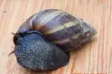 Alerta por caracol gigante africano en Tucumán: qué ocurrió la última vez que se detectó en el país