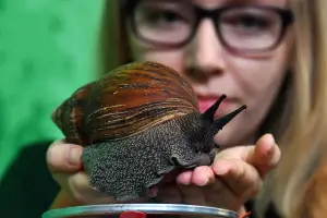 Alerta por caracol gigante africano en Tucumán: qué ocurrió la última vez que se detectó en el país
