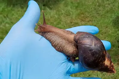Alerta por caracol gigante africano en Tucumán: qué ocurrió la última vez que se detectó en el país