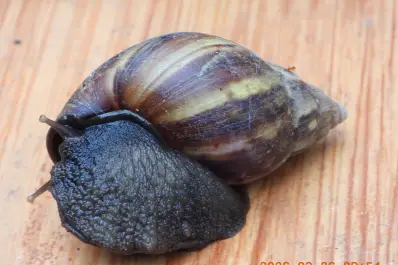 Alerta por caracol gigante africano en Tucumán: qué ocurrió la última vez que se detectó en el país