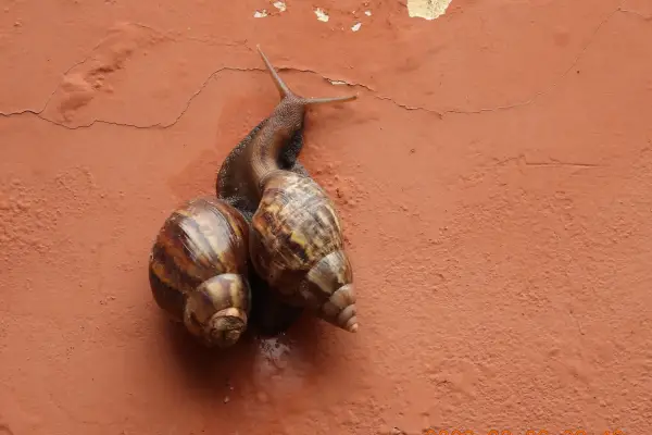 Alarma en Tucumán: por qué el caracol gigante africano es un peligro para la agricultura