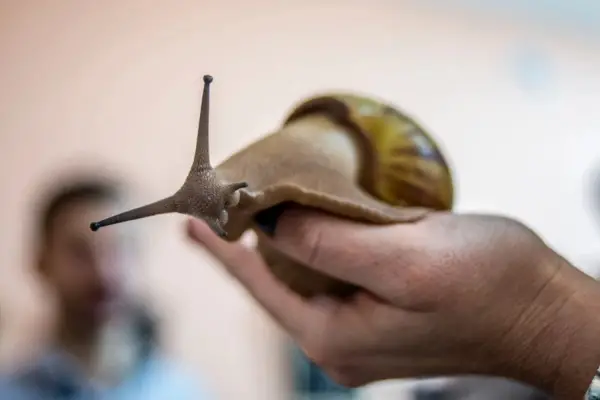 Alarma en Tucumán: por qué el caracol gigante africano es un peligro para la agricultura