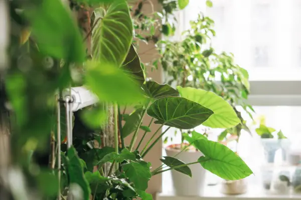 Una planta popular puede purificiar hasta un 90% del aire de tu casa, según un estudio