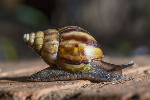 Alarma sanitaria y ambiental en Tucumán por el caracol gigante africano: cómo llegó a la provincia