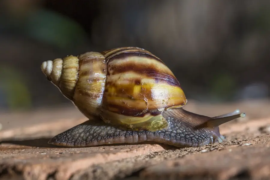 RIESGO. El caracol gigante africano puede afectar no solo la diversidad biológica sino también las actividades productivas y la salud humana.