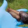 Alerta por caracol gigante africano en Tucumán: qué ocurrió la última vez que se detectó en el país