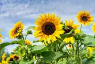 Girasol: más de 2 millones de hectáreas sembradas en el país