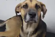 Esperó 25 días a su dueño en la puerta del hospital: la historia de Arturo, el perro que conmovió a Córdoba