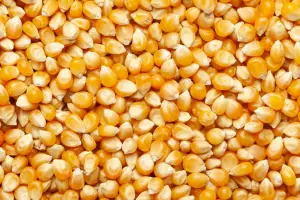 La suba del gasoil eleva los gastos en soja y en maíz