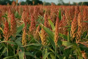Sorgo: una interesante alternativa entre los sistemas productivos del NOA